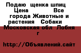 Подаю. щенка шпиц  › Цена ­ 27 000 - Все города Животные и растения » Собаки   . Московская обл.,Лобня г.